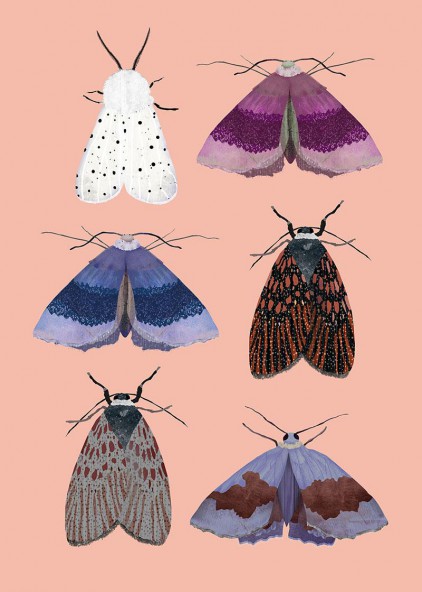 Moths Moths