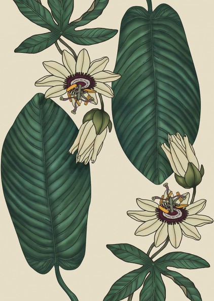 Passiflora