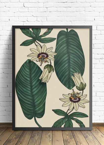 Passiflora