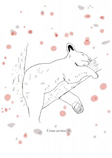 Miś