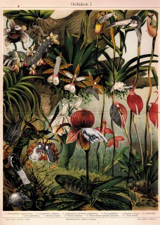 Orchidee