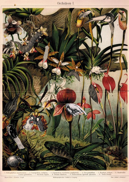 Orchidee Orchidee