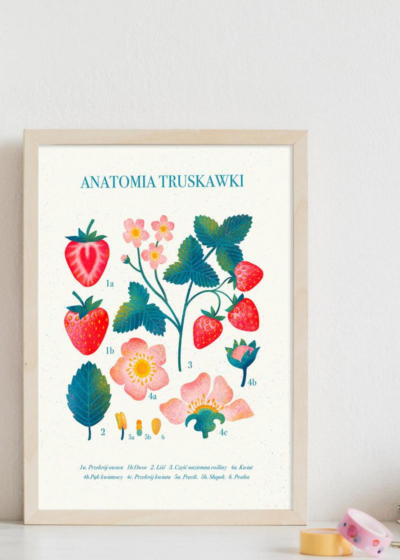 Plakat Anatomia truskawki