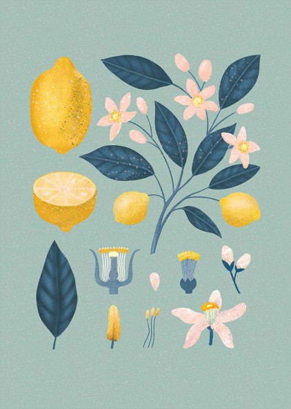 Plakat Cytryny II Plakat Cytryny II