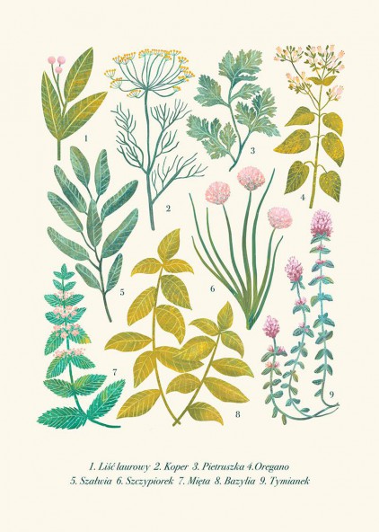 Plakat Zioła II Plakat Zioła II