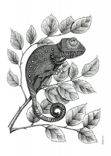 Plakat Kameleon II