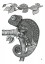 Plakat Kameleon I