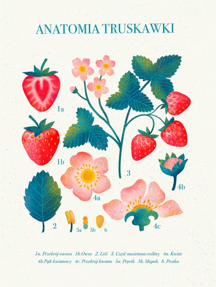 Plakat Anatomia truskawki Plakat Anatomia truskawki