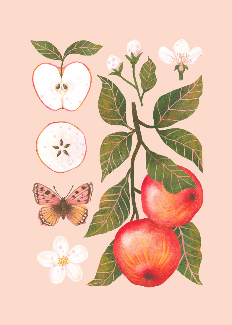 Plakat Jabłka róż