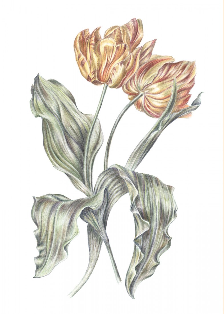 Plakat Dwa tulipany