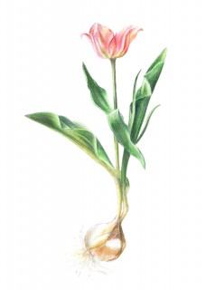 Plakat Tulipan z cebulą