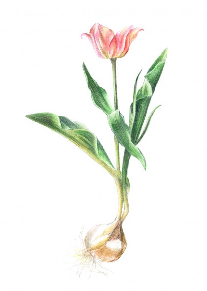 Plakat Tulipan z cebulą Plakat Tulipan z cebulą