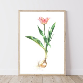 Plakat Tulipan z cebulą 2