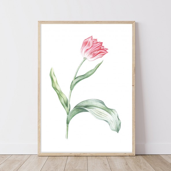 Tulipan Z Liściem Poster Tulipan Z Liściem Poster