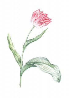 Tulipan Z Liściem Poster