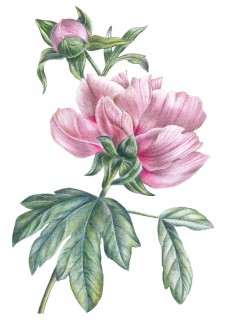 Retro Peony Poster