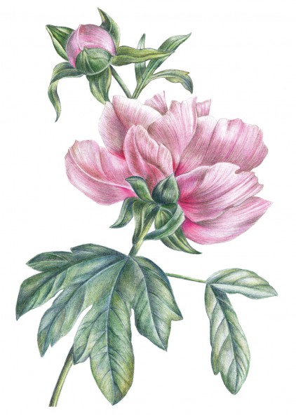 Retro Peony Poster Retro Peony Poster