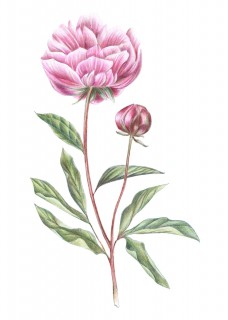 Peony Poster