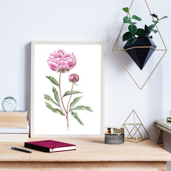 Plakat Peonia Plakat Peonia