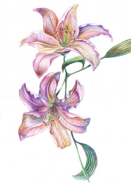 Plakat Lilie fioletowe