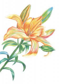 Plakat Lilia pomarańczowa
