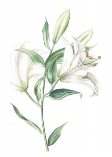 Plakat Lilia
