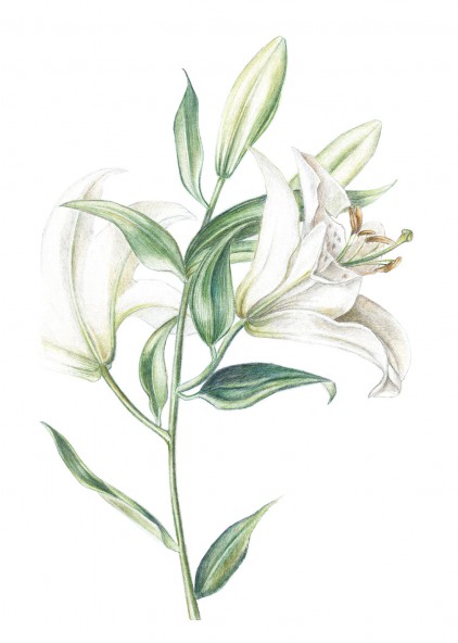 Plakat Lilia Plakat Lilia