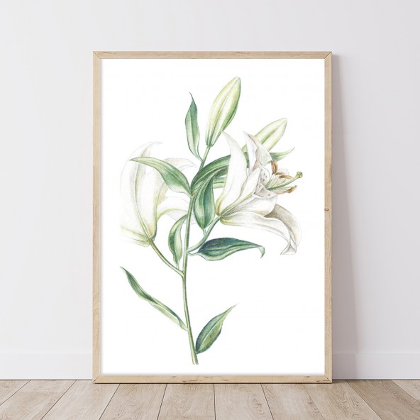 Plakat Lilia Plakat Lilia