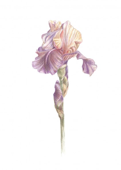 Plakat Irys Plakat Irys