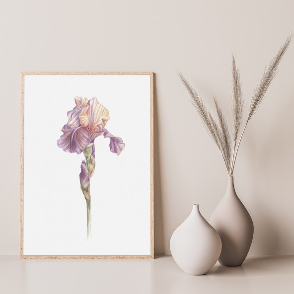 Iris Poster Iris Poster