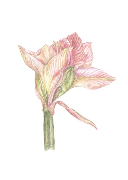 Plakat Hipeastrum różowa Plakat Hipeastrum różowa