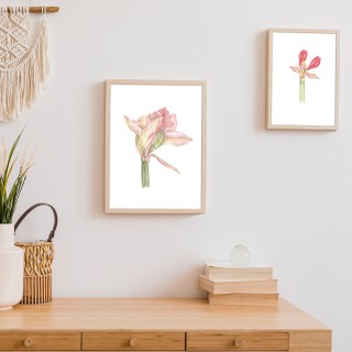 Plakat Hipeastrum różowa 2