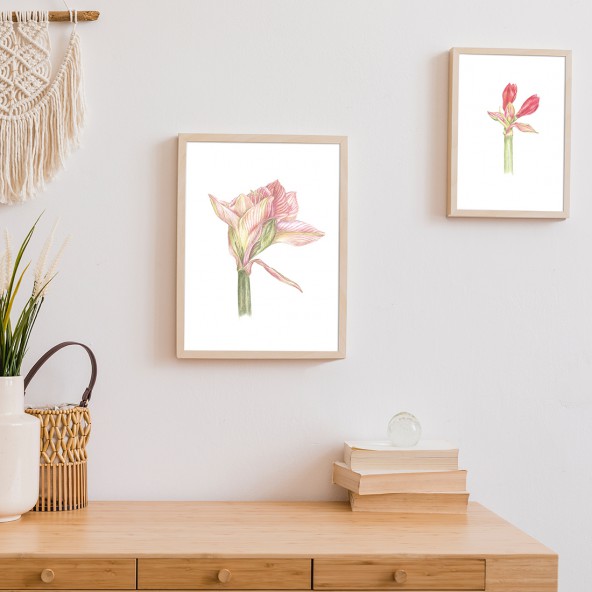 Plakat Hipeastrum różowa Plakat Hipeastrum różowa