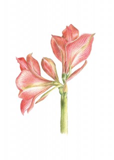 Plakat Hipeastrum