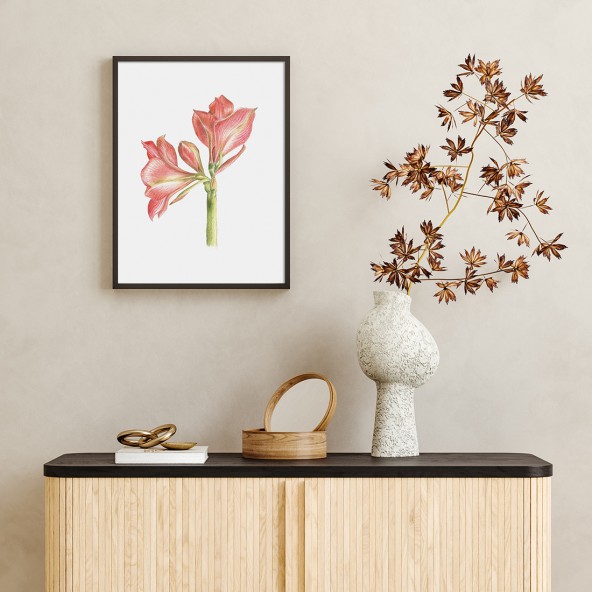 Hipeastrum Poster Hipeastrum Poster