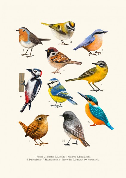 Birds Poster Birds Poster