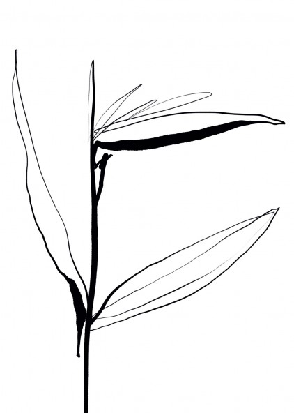Strelitzia Strelitzia