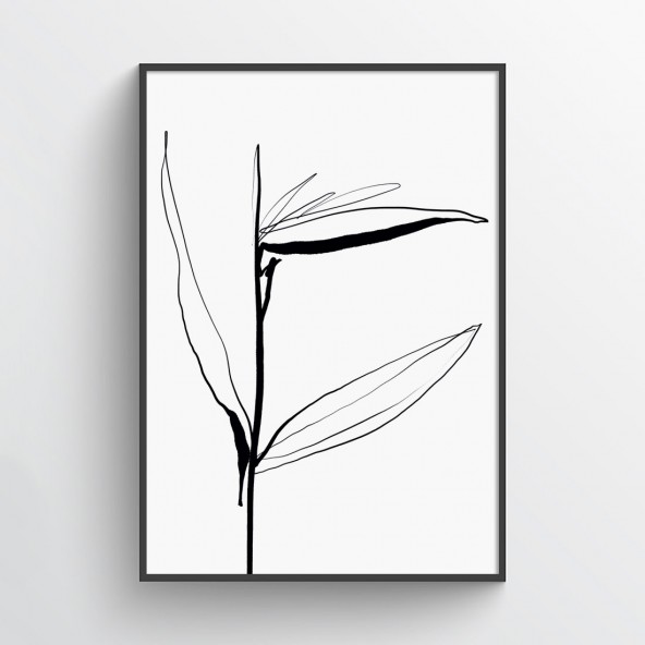 Strelitzia Strelitzia