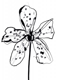 Plakat Orchidea