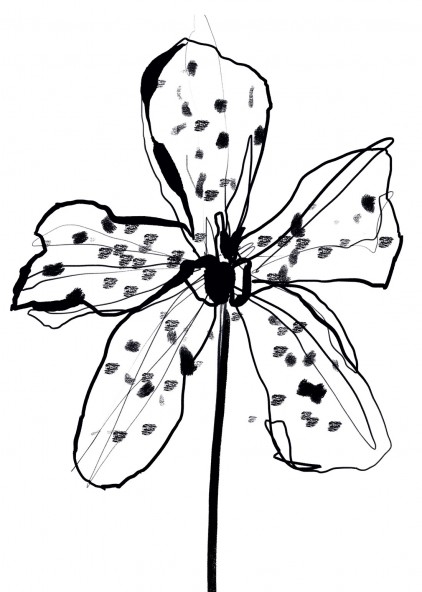 Plakat Orchidea Plakat Orchidea