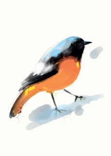 Plakat Birdie