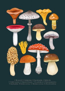 Plakat Grzyby granat