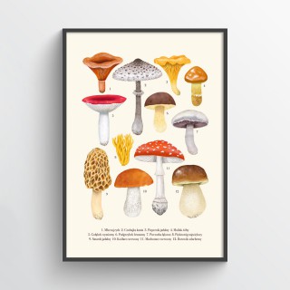 Plakat Grzyby kremowe 2