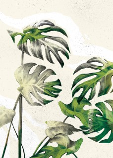 Monstera