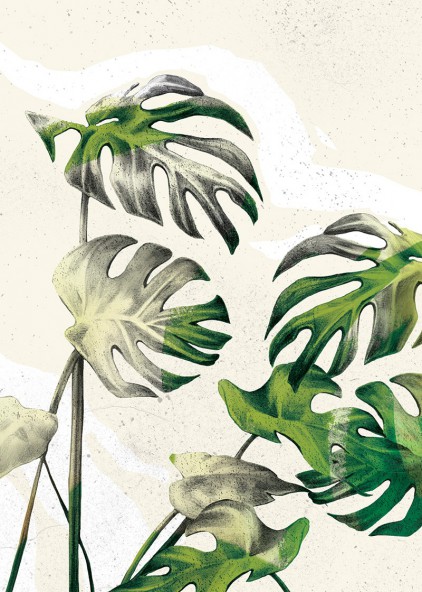 Monstera