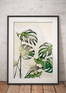 Monstera 2