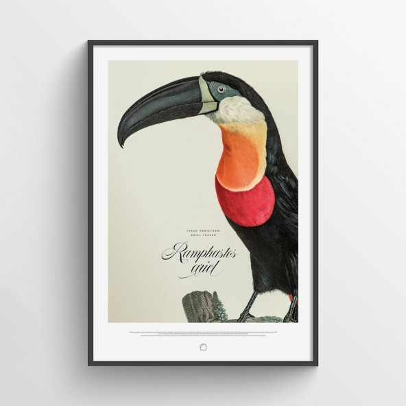 Plakat Tukan Ognistooki Plakat Tukan Ognistooki