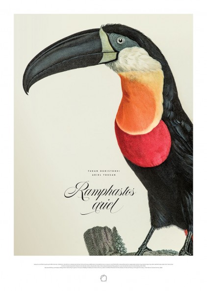 Plakat Tukan Ognistooki Plakat Tukan Ognistooki