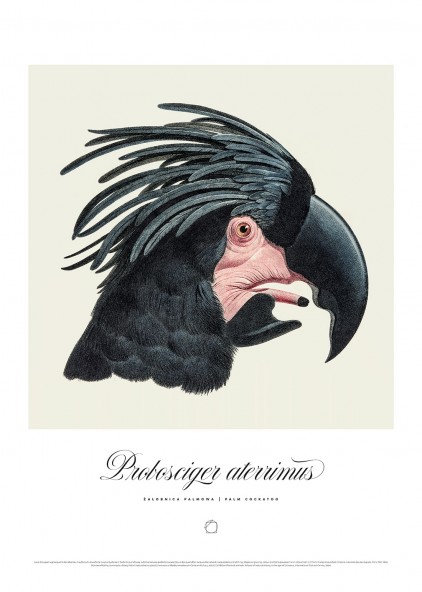 Plakat Żałobnica Palmowa Plakat Żałobnica Palmowa