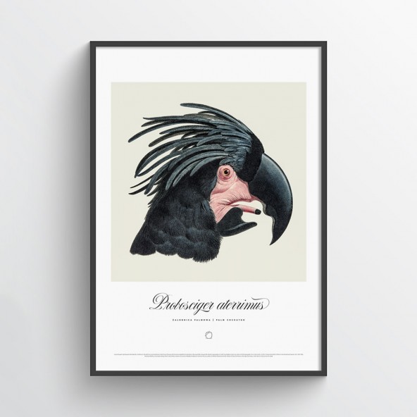 Plakat Żałobnica Palmowa Plakat Żałobnica Palmowa